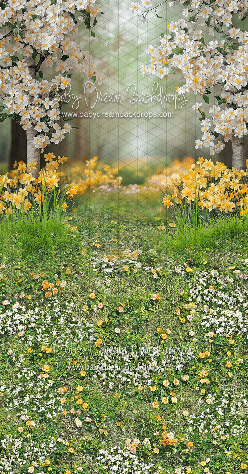 Sweeps Sweet Dreamy Daffodils (JA)