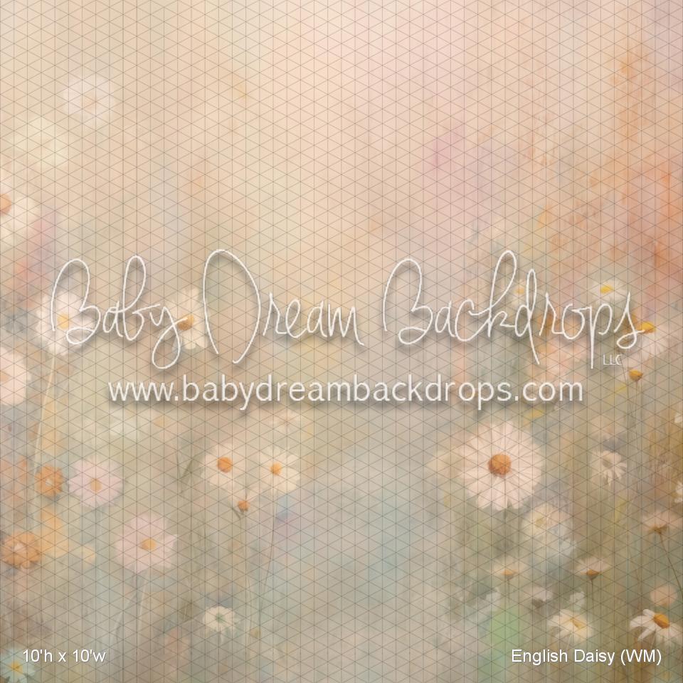 English Daisy (WM)