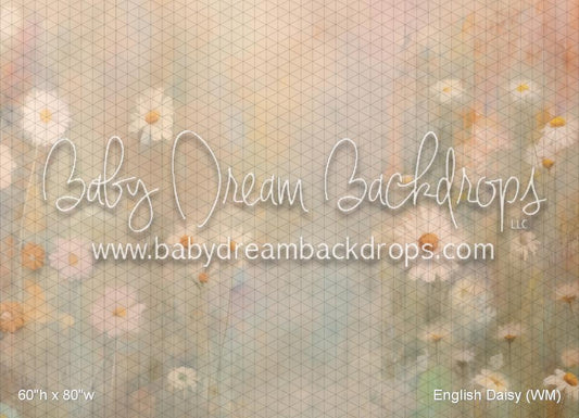 English Daisy (WM)