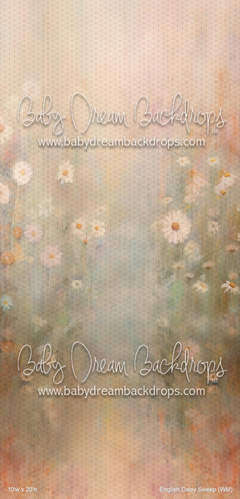 English Daisy Sweep (WM)