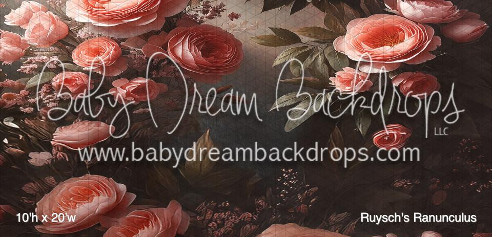 Ruysch's Ranunculus (BM)