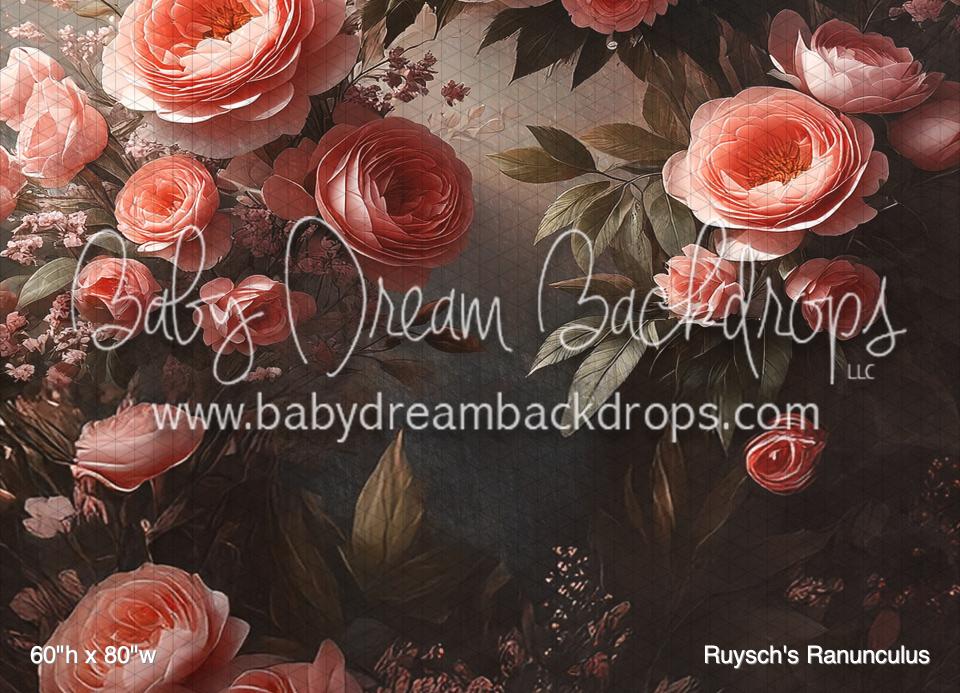 Ruysch's Ranunculus (BM)