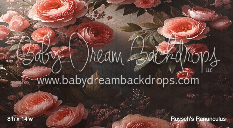 Ruysch's Ranunculus (BM)