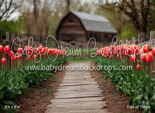 Trail of Tulips (VR)