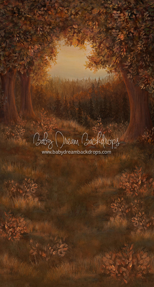 Sweeps Forest Glory Fall 